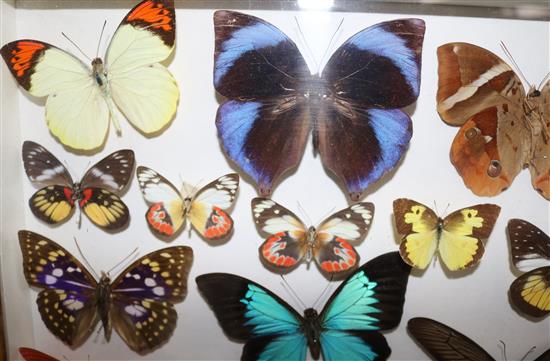 A collection of various European and exotic butterflies housed in four glazed wooden case, largest case 18 x 18in.